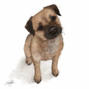 Border Terrier