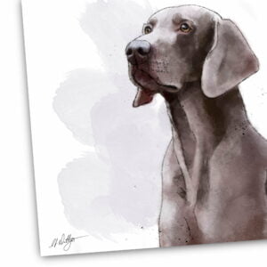 Weimaraner