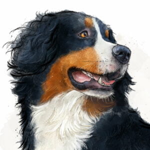 Bernese Mountain Dog