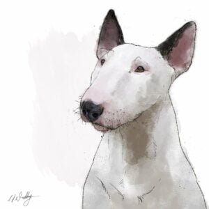 Bull Terrier